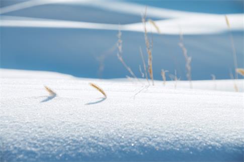 1670171562439569.jpg 攝圖網_500408605_banner_雪地毛毛草(非企業商用).jpg