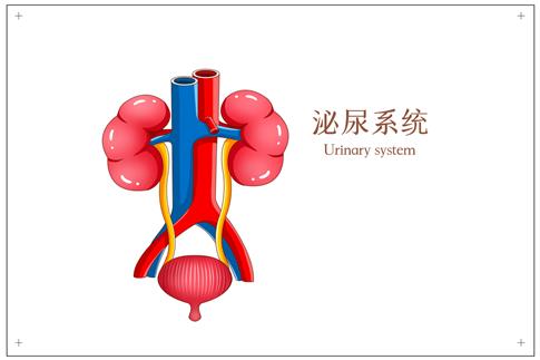 1710407206909808.jpg 攝圖網_401791916_泌尿系統醫療插畫(企業商用).jpg